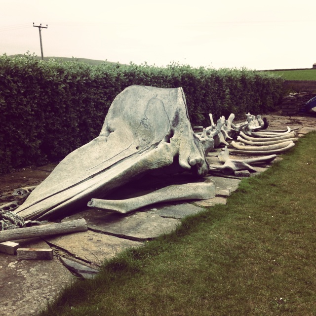 The sperm whale skeleton outside the Westray Heritage Centre.